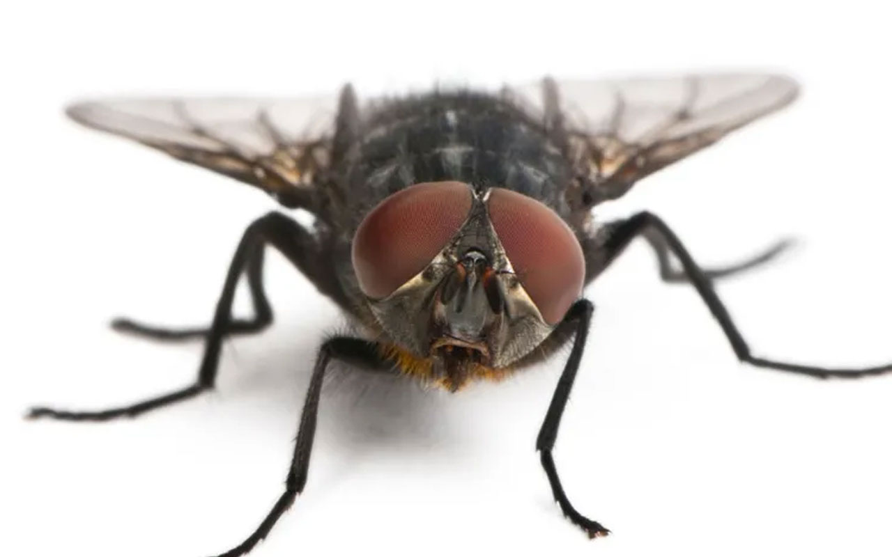 Un microbiologiste explique les risques encourus lorsque nous laissons les mouches faire leur travail dans notre nourriture.