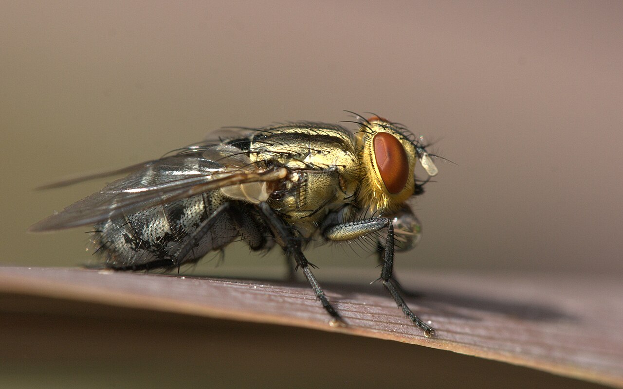 Un microbiologiste explique les risques encourus lorsque nous laissons les mouches faire leur travail dans notre nourriture.
