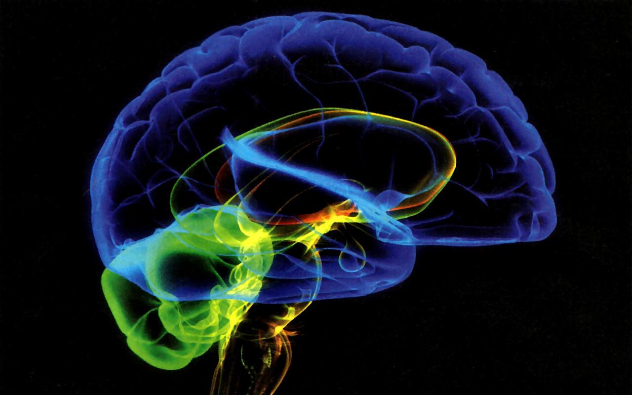 Le secret de la timidité réside-t-il dans le cerveau ? La science a découvert le « code caché » de la timidité sociale.