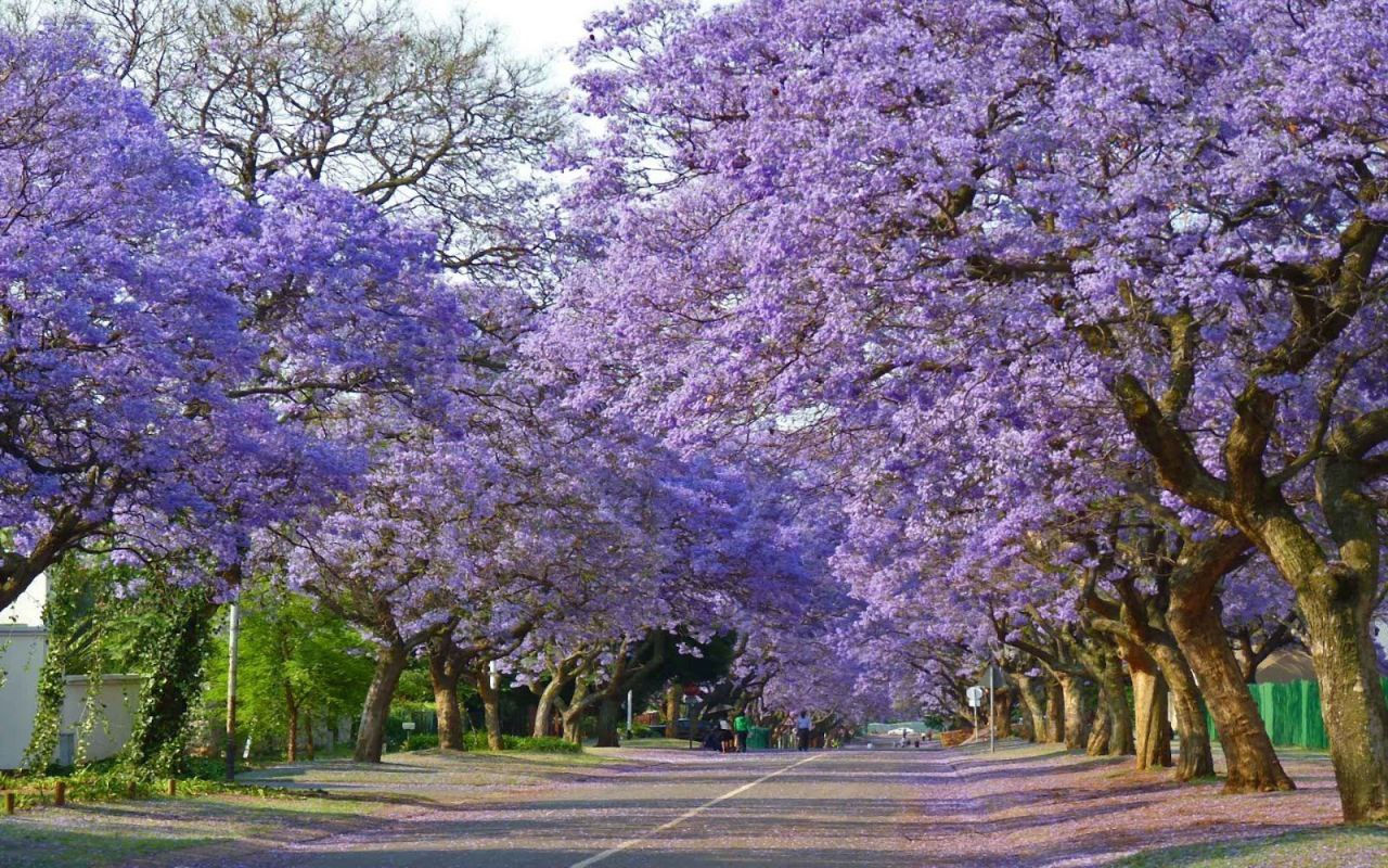 Le paulownia est-il vraiment aussi « magique » dans nos villes et nos villages qu'on le dit ?