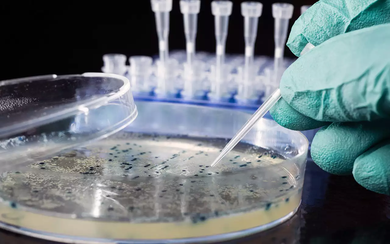 Des scientifiques testent une méthode innovante de production de tissus à partir de bactéries.