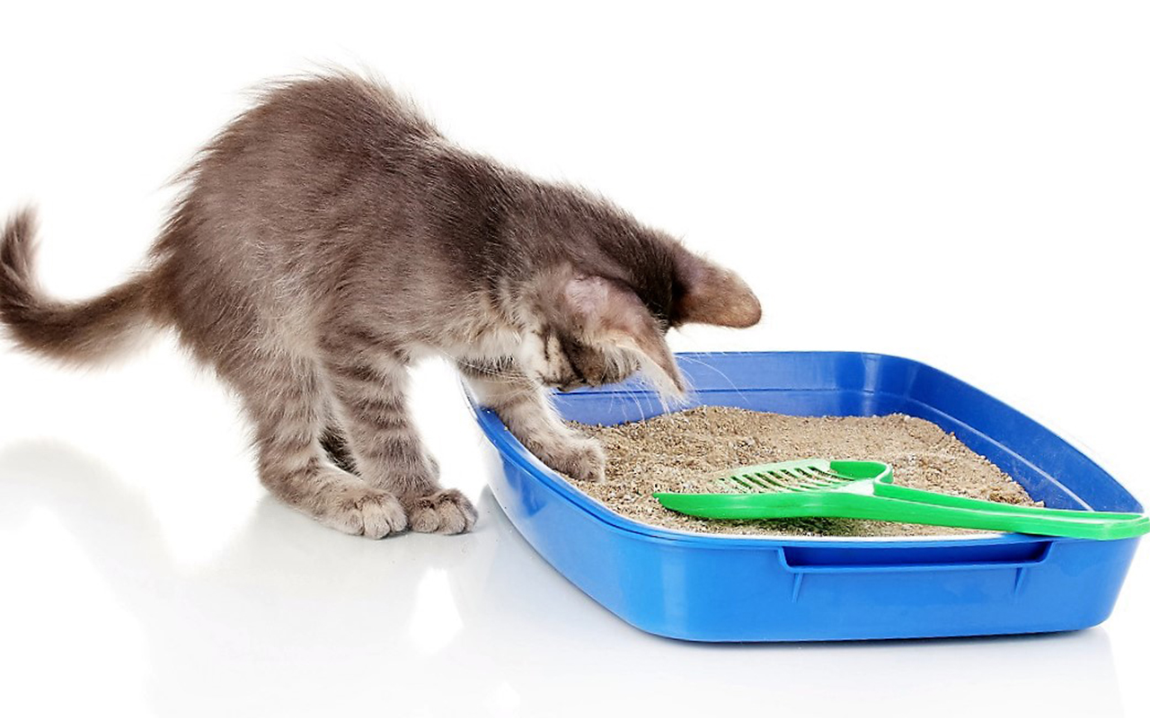 Vaporiser du vinaigre dans la litière du chat : pourquoi est-ce nécessaire et pourquoi est-ce recommandé ?