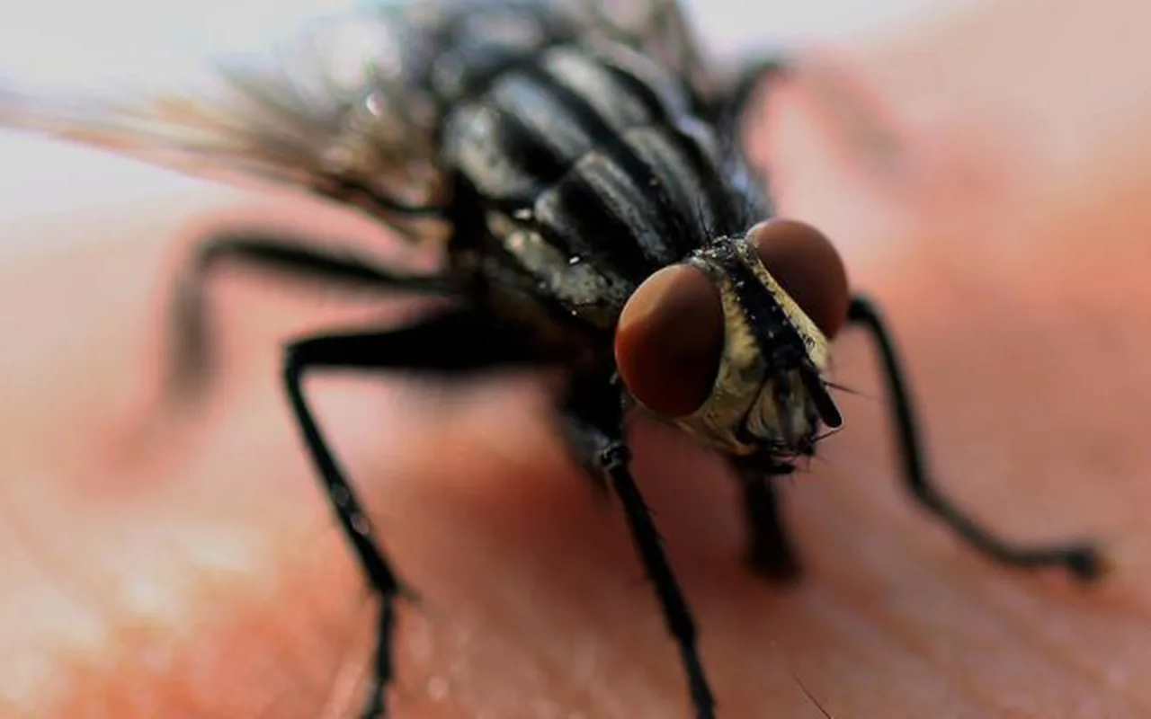 Un microbiologiste explique les risques encourus lorsque nous laissons les mouches faire leur travail dans notre nourriture.