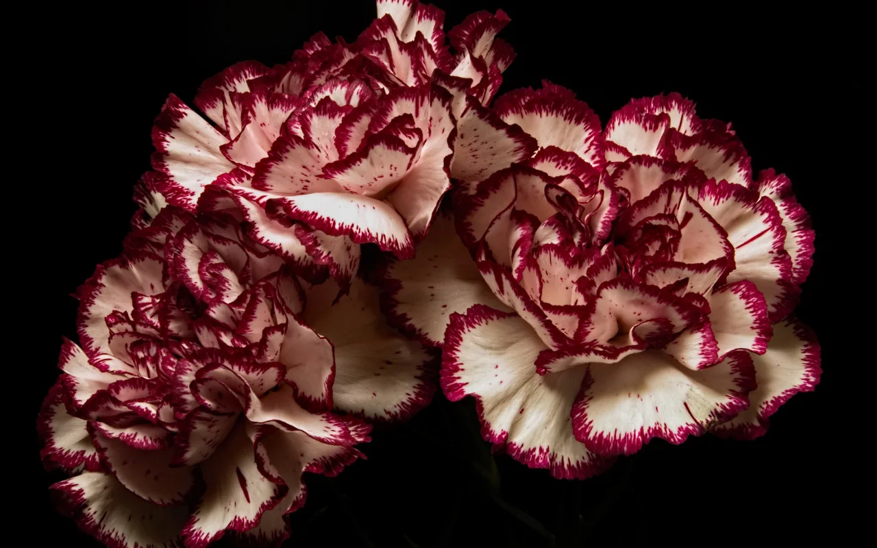 11 bienfaits pour la santé de mâcher quotidiennement des clous de girofle