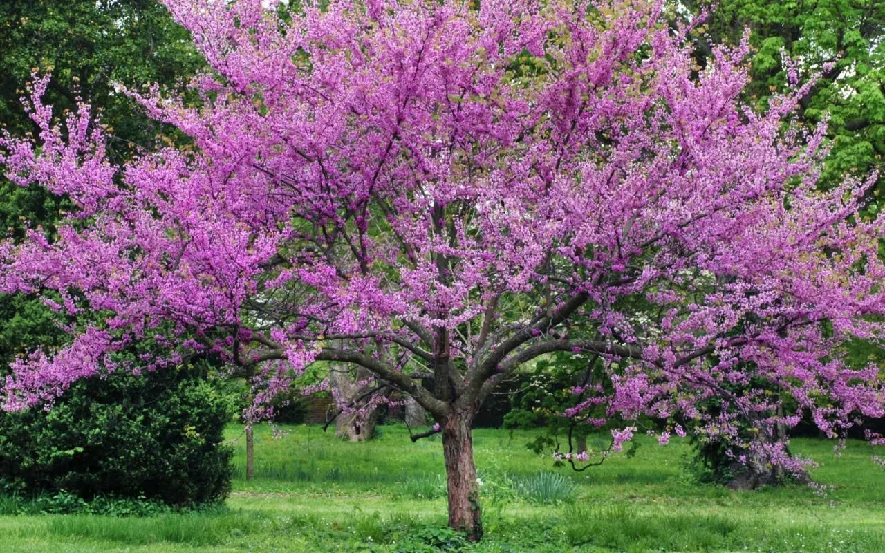 Le paulownia est-il vraiment aussi « magique » dans nos villes et nos villages qu'on le dit ?