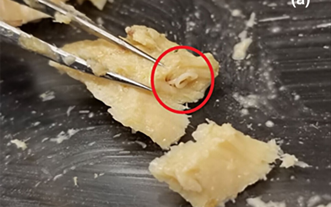 En ouvrant des boîtes de saumon dont la date de péremption avait expiré depuis 50 ans, des chercheurs ont découvert un secret biologique inattendu.