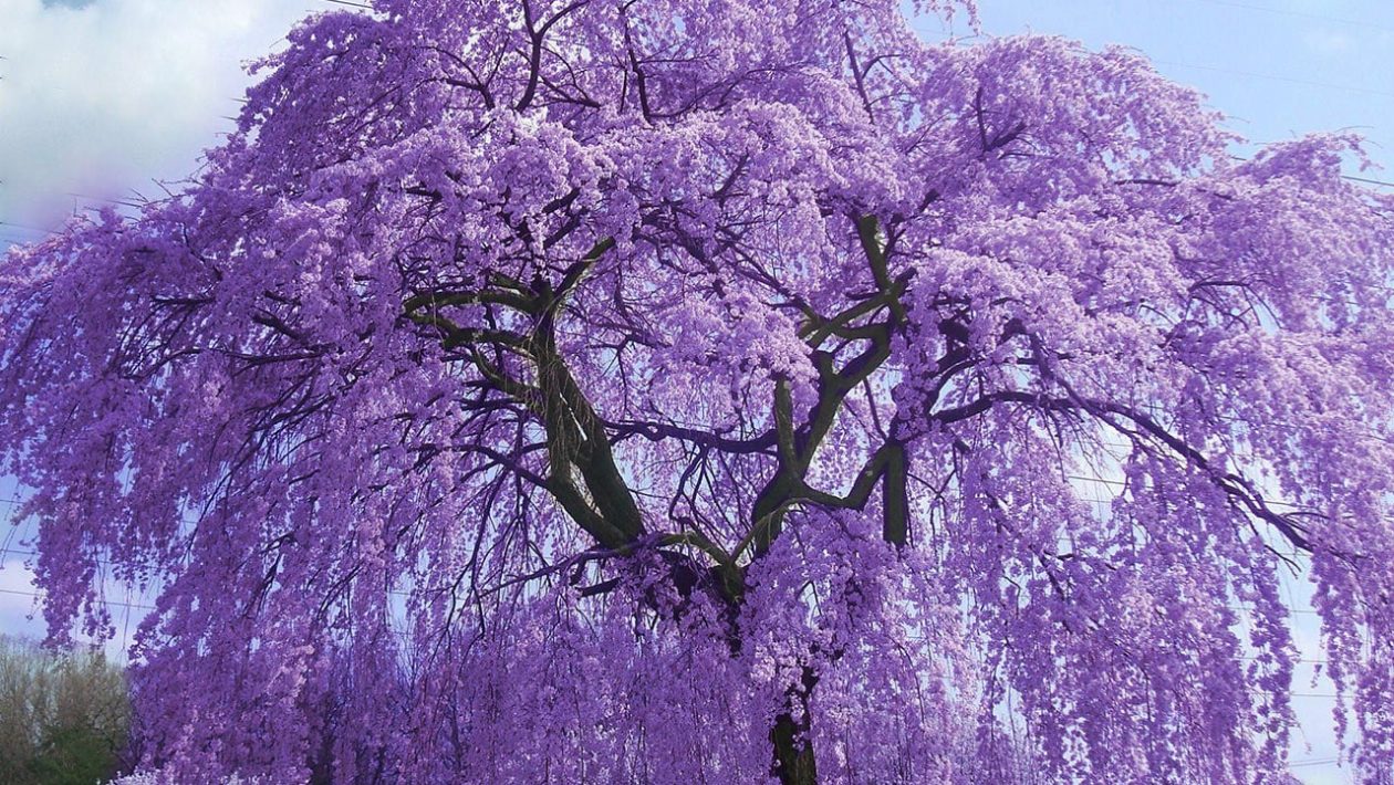 paulownia