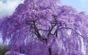 Le paulownia est-il vraiment aussi « magique » dans nos villes et nos villages qu’on le dit ?