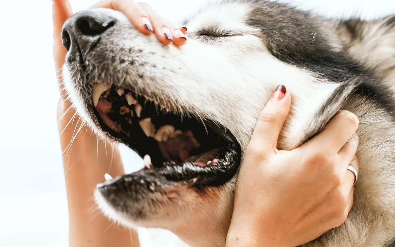 Que signifie le fait qu'un chien vous lèche ? Certaines personnes pensent qu'il s'agit d'un baiser, mais la vérité est que...