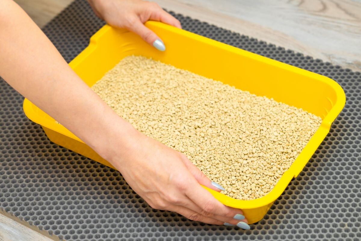 Vaporiser du vinaigre dans la litière du chat : pourquoi est-ce nécessaire et pourquoi est-ce recommandé ?