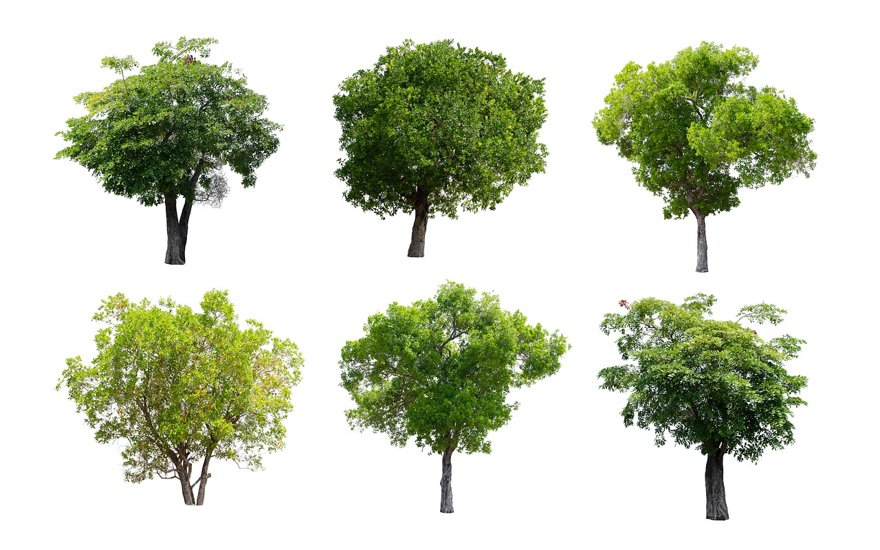 Un test de personnalité étonnant : choisissez un arbre sur l'image et vous découvrirez qui vous êtes vraiment.