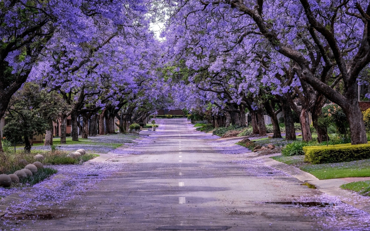 Le paulownia est-il vraiment aussi « magique » dans nos villes et nos villages qu'on le dit ?